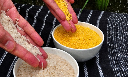 Golden Rice